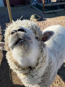 Rescued Sheep