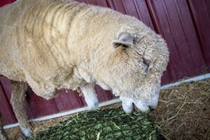 Rescued Sheep