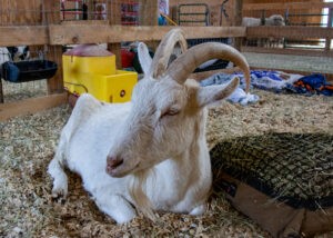 Rescued Goat