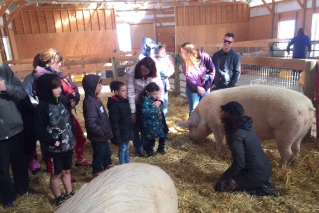 Rescued Pig with people