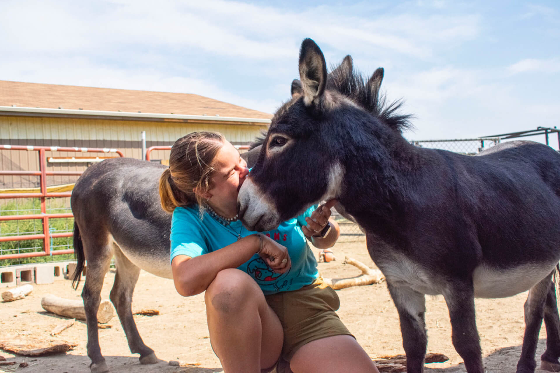 Rescued Donkey with people