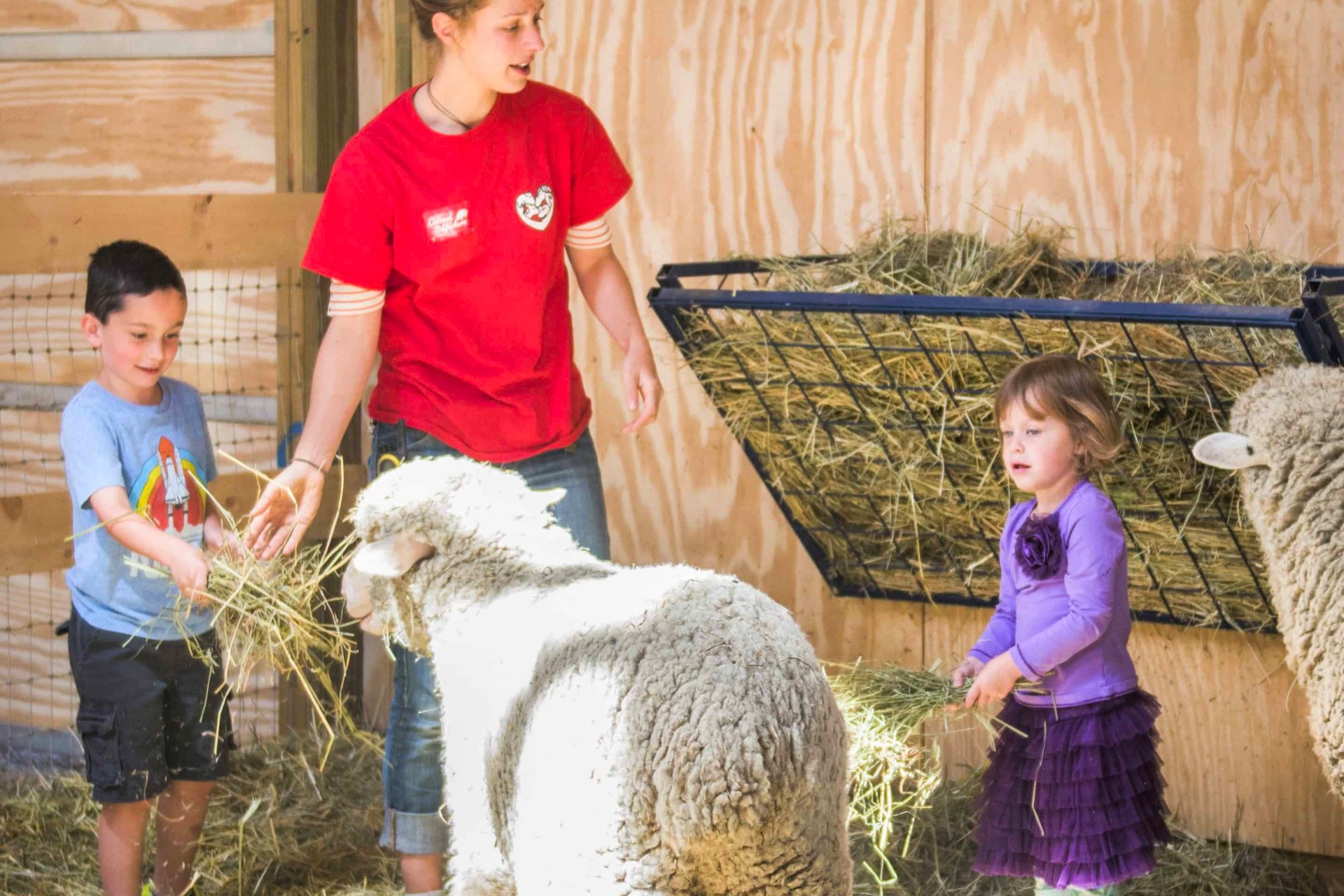Rescued Sheep with people