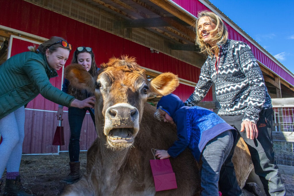 Rescued Cow with people