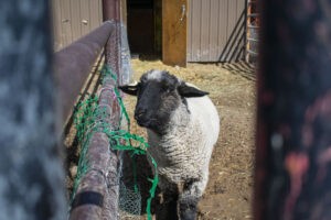 Riley, Rescued Sheep