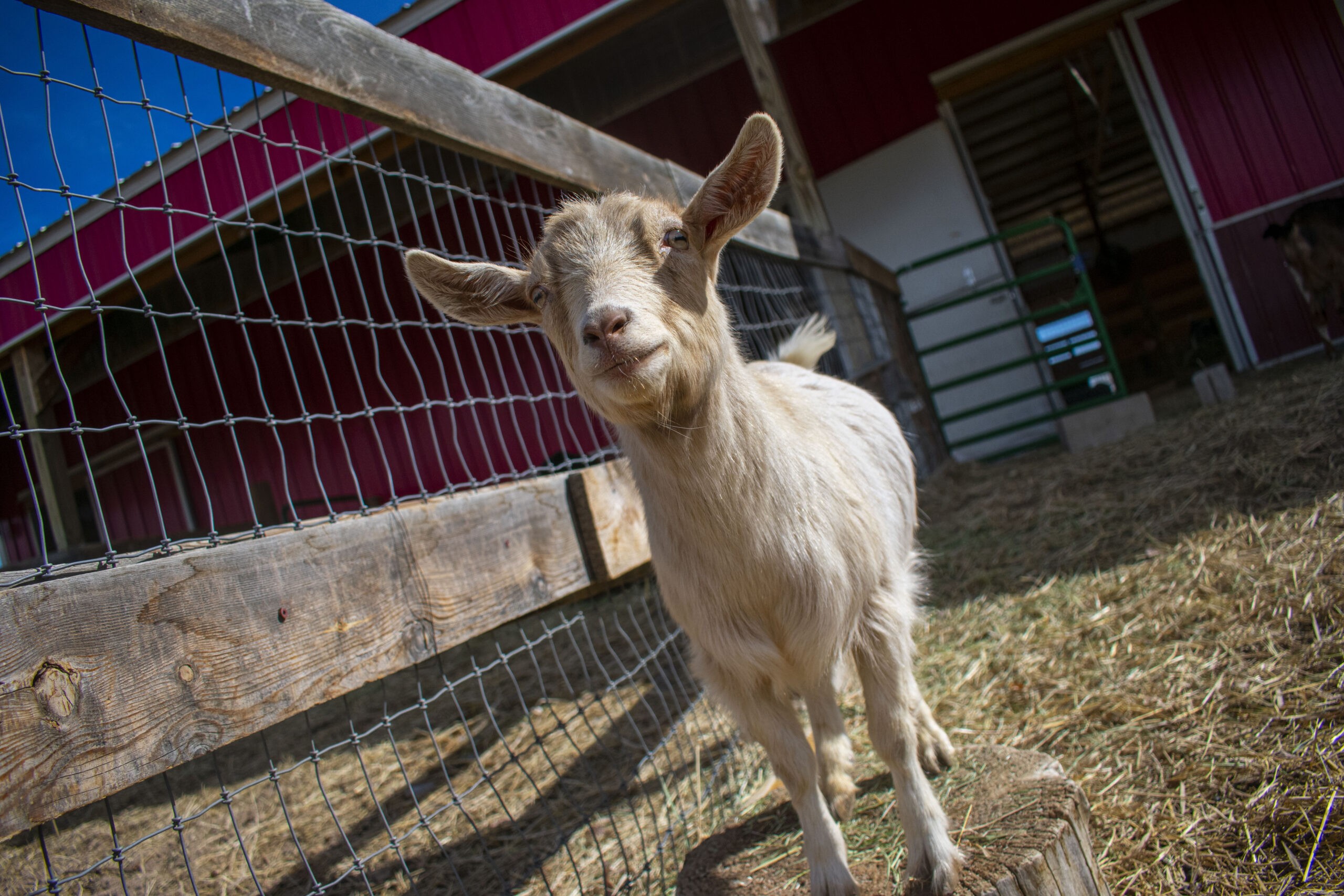 Rescued Goat