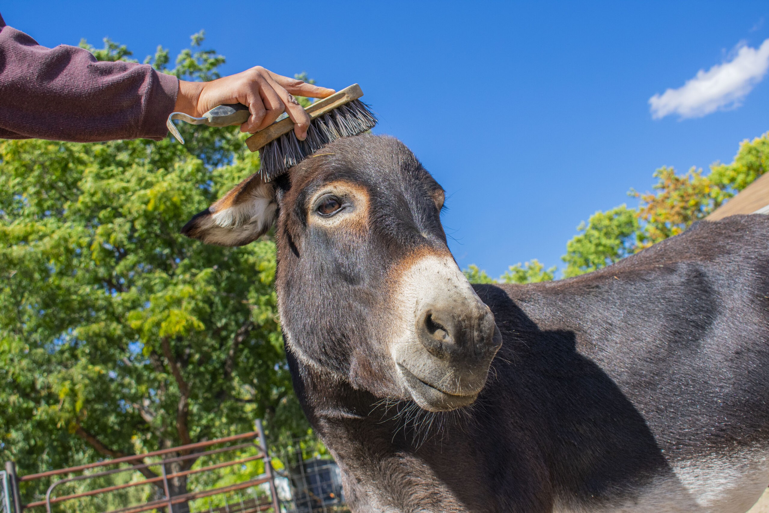 Rescued Donkey with people